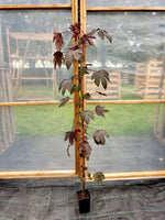Tranbärsroselle / Blodhibiskus i olika storlekar 60-130 cm (Hibiscus acetosella)