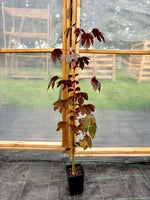 Tranbärsroselle / Blodhibiskus i olika storlekar 60-130 cm (Hibiscus acetosella)
