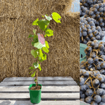 Vindruva / Amurvin: Mycket Härdig Vinranka 60-80 cm (Vitis amurensis) i kruka på trähylla med halmbakgrund.