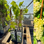 Vindruva 'Himrod': Självfertil & Kärnfri Sort 40-50 cm (Vitis labrusca × vinifera)