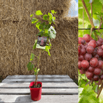 Vindruva 'Swenson Red' 60-80 cm (Vitis vinifera) växt i kruka med rosaröda druvor i bakgrunden.