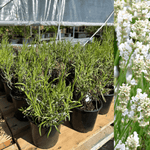 Vit Lavendel 'Alba' 20-30 cm (Lavandula angustifolia)