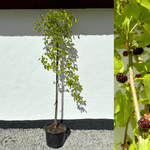 Vitt Mullbärsträd 'Pendula' 180-200 cm (Morus alba)