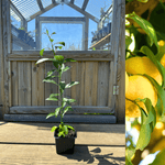 Yuzu Träd 10-20 cm (Citrus × junos)