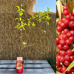 Röd Goumi / Koreansk Silverbuske Pointilla® 'Amoroso' 80-120 cm (Elaeagnus umbellata)