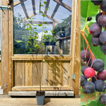 Saskatoon / Bärhäggmispel 'Smoky' 50-60 cm (Amelanchier alnifolia)