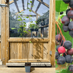 Saskatoon / Bärhäggmispel 'Smoky' 50-60 cm (Amelanchier alnifolia)