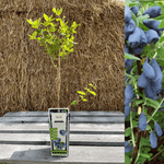 Blåbärstry / Honungsbär 'Wojtek' 40-60 cm (Lonicera caerulea var. kamtschatica)