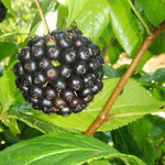 Sibirisk Ginseng Planta 15-20 cm (Eleutherococcus senticosus)