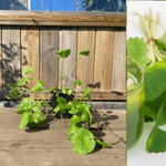 Gotu Kola Planta 20-40 cm (Centella asiatica)