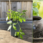 Jiaogulan Planta 20-40 cm (Gynostemma pentaphyllum)