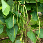Långböna 'Bicolor' / Sparrisböna (Vigna sesquipedalis)