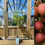 Minikiwi 'Geneva' Honplanta 60-80 cm (Actinidia arguta)