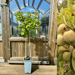 Minikiwi 'Jumbo' Honplanta 60-80 cm (Actinidia arguta)