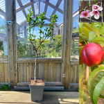 Nektarin Träd 80-90 cm C5 (Prunus persica var. nucipersica)