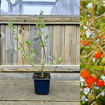 Orange Gojibär / Bocktörne 'Princess Tao' Planta 20-40 cm (Lycium barbarum)