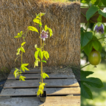 Ätbar Passionsfrukt 'Eia Popeia®': Härdig Sort 80-100 cm (Passiflora incarnata)