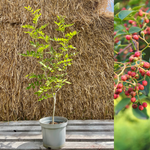 Sichuanpeppar / Kinesiskt Pepparträd i olika storlekar 30-90 cm (Zanthoxylum simulans)