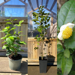 Tebuske / Teträd i olika storlekar 30-70 cm (Camellia sinensis)