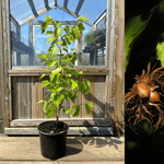 Turkisk Hassel, Träd 50-70 cm (Corylus colurna) i kruka med gröna blad, i en växthusmiljö.