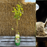 Yerba Mate 'GARDEN 2 CUP®' 50-80 cm (Ilex paraguariensis)
