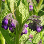 Äkta Vallört (Symphytum officinale)