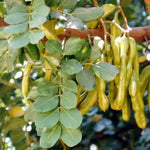 Johannesbröd / Carob (Ceratonia siliqua)