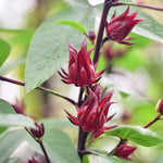 Roselle (Hibiscus sabdariffa)