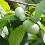 Foto av: Agnieszka Kwiecień, Nova, CC BY-SA 4.0 <https://creativecommons.org/licenses/by-sa/4.0>, via Wikimedia Commons. Bild är beskuren i form av en kvadrat.