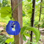 Blå Himmelsärt Dubbla Kronblad (Clitoria ternatea)