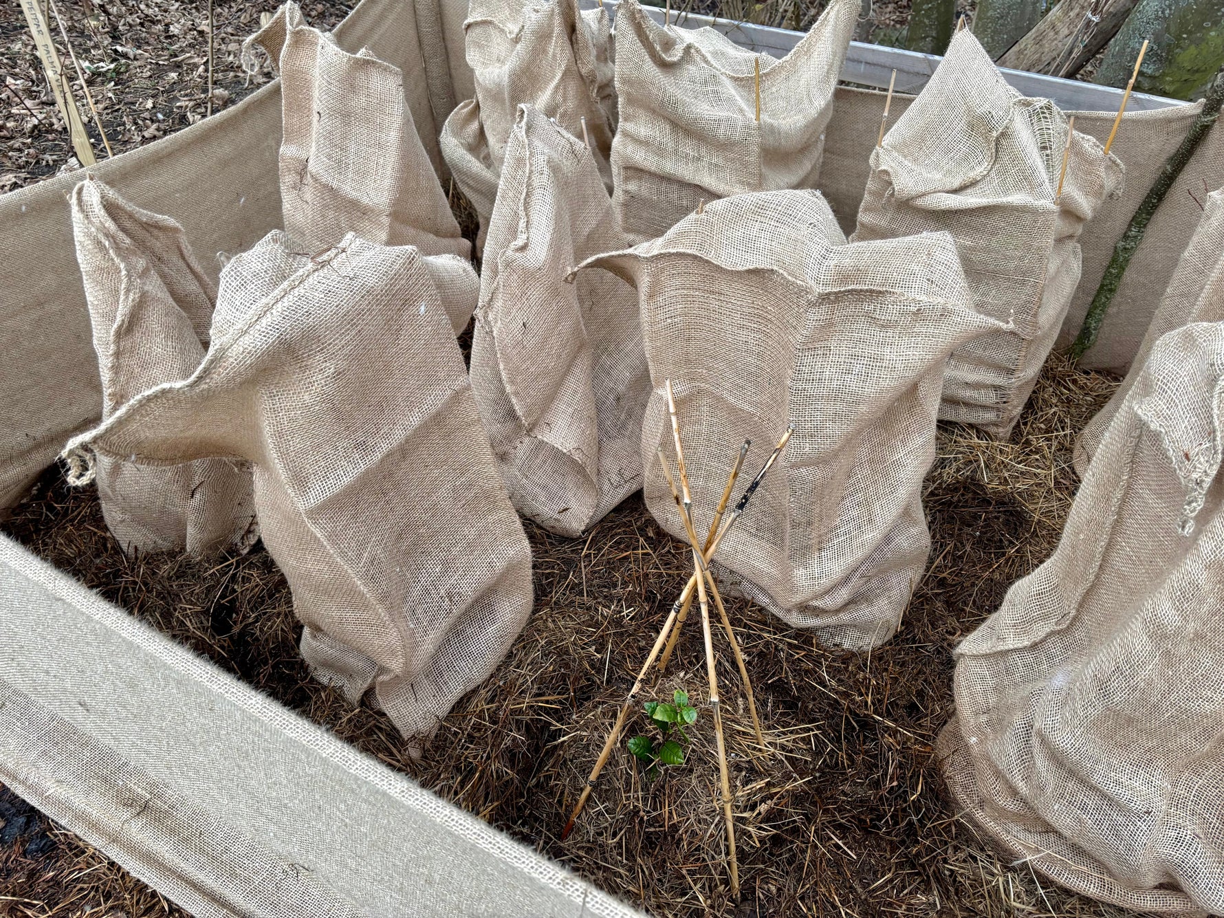 Te: teknik för frilandsodling i Sverige, de 6 olika tesorterna & dryckens egenskaper