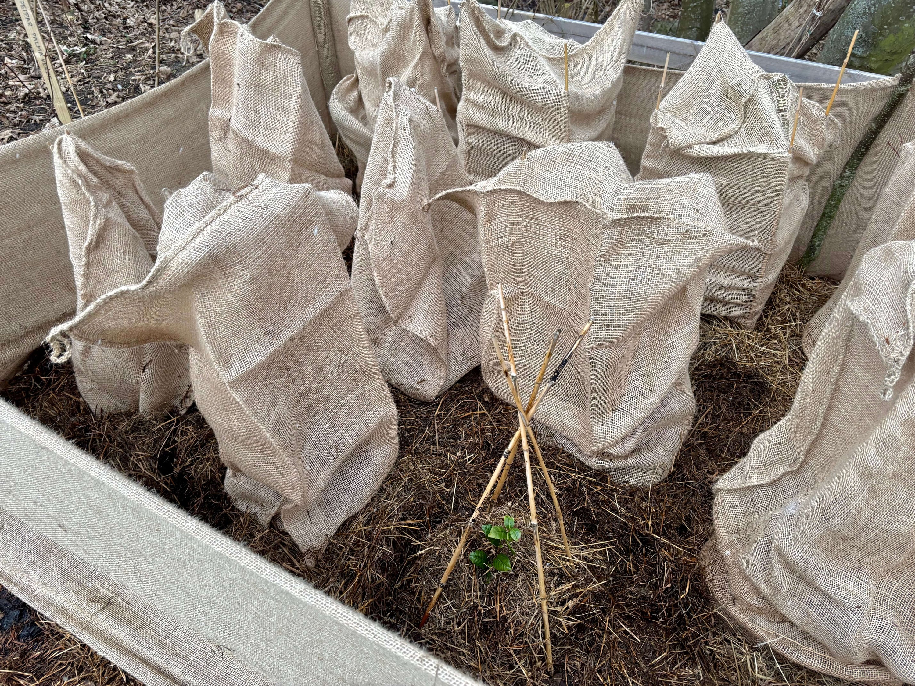 Te: teknik för frilandsodling i Sverige, de 6 olika tesorterna & dryckens egenskaper