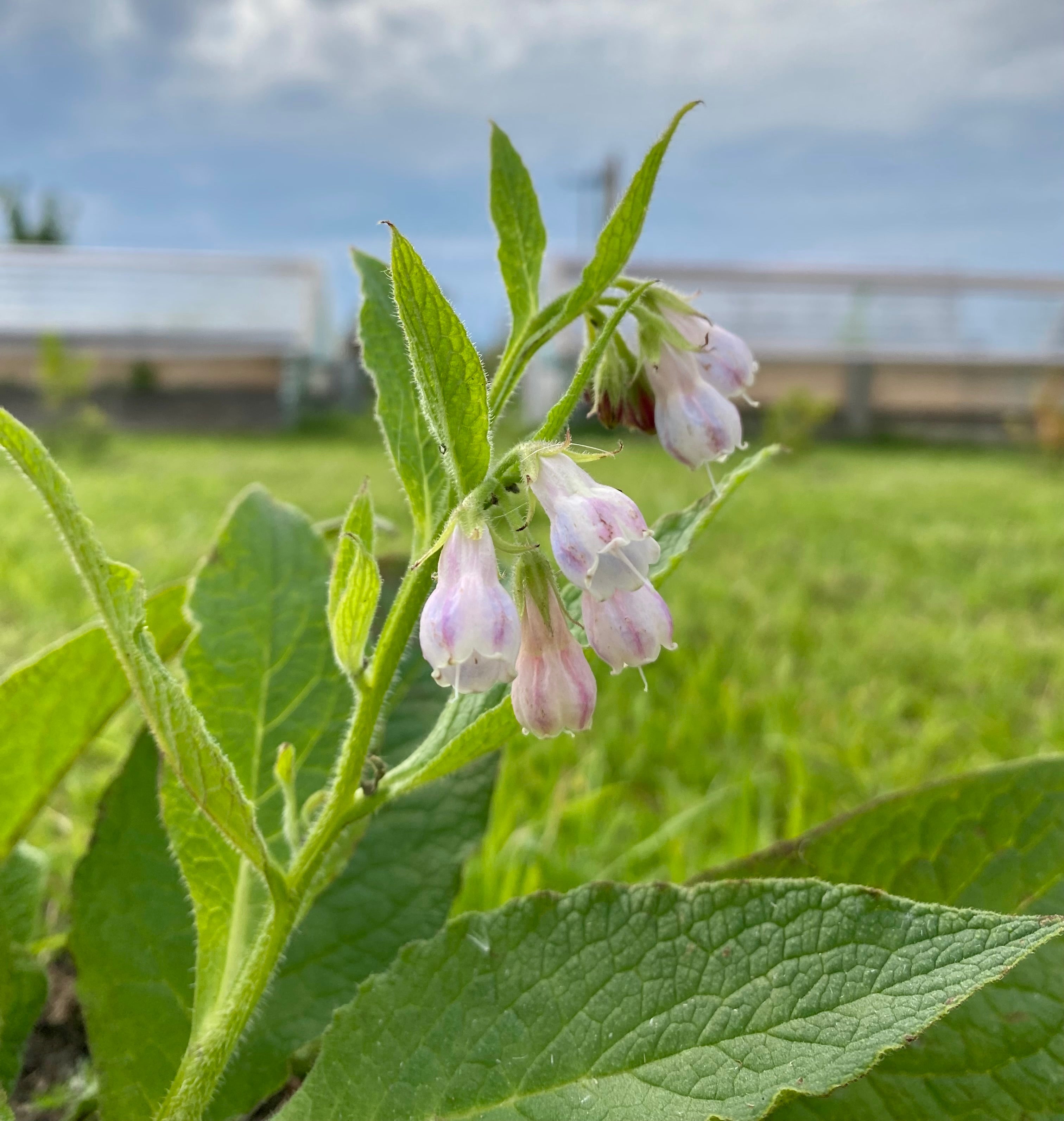 Örtskiktet - Plantor