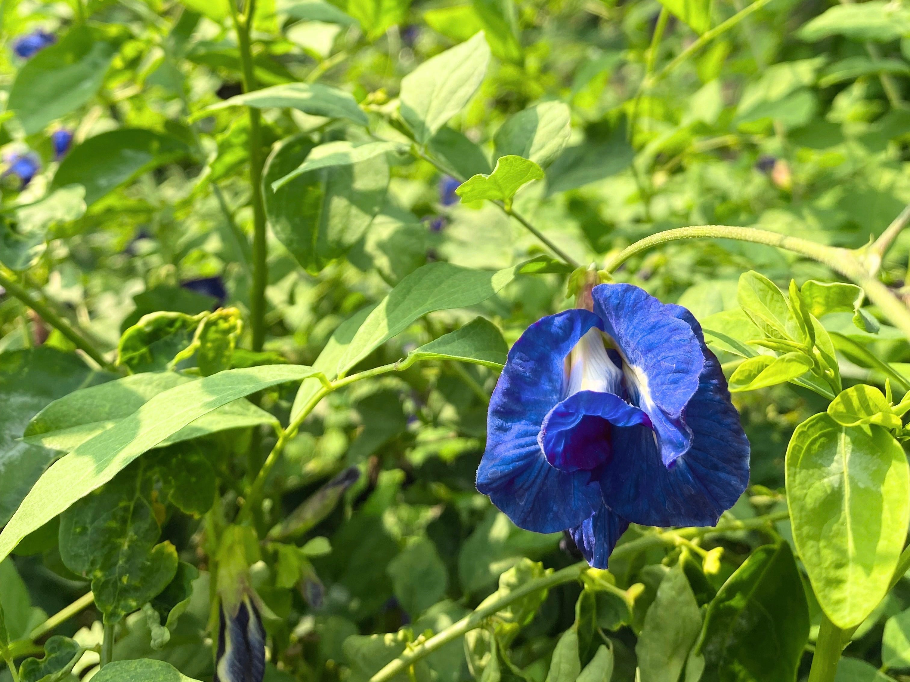 Klätterväxter - Fröer