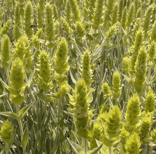 Sommaren 2023's nya sorter!