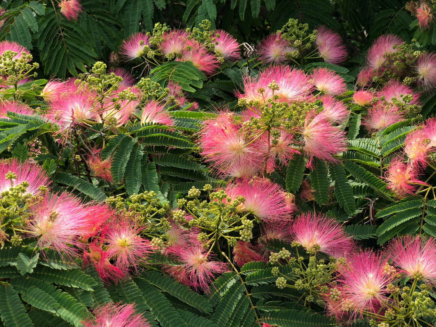 Silkesträd 'Rosea' 60-80 cm (Albizia julibrissin f. Rosea)