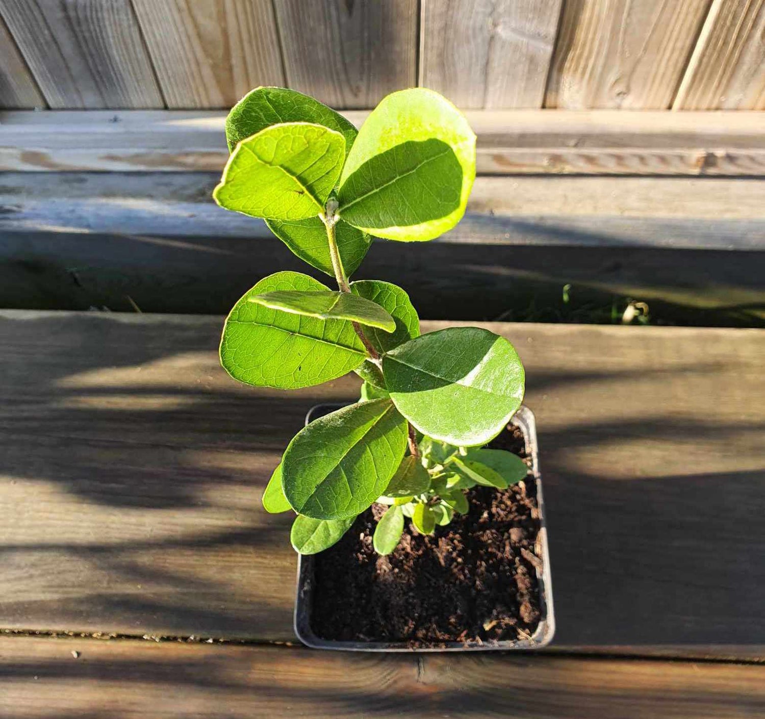 Ananasguava / Feijoa Träd i olika storlekar 20-150 cm (Acca sellowiana)
