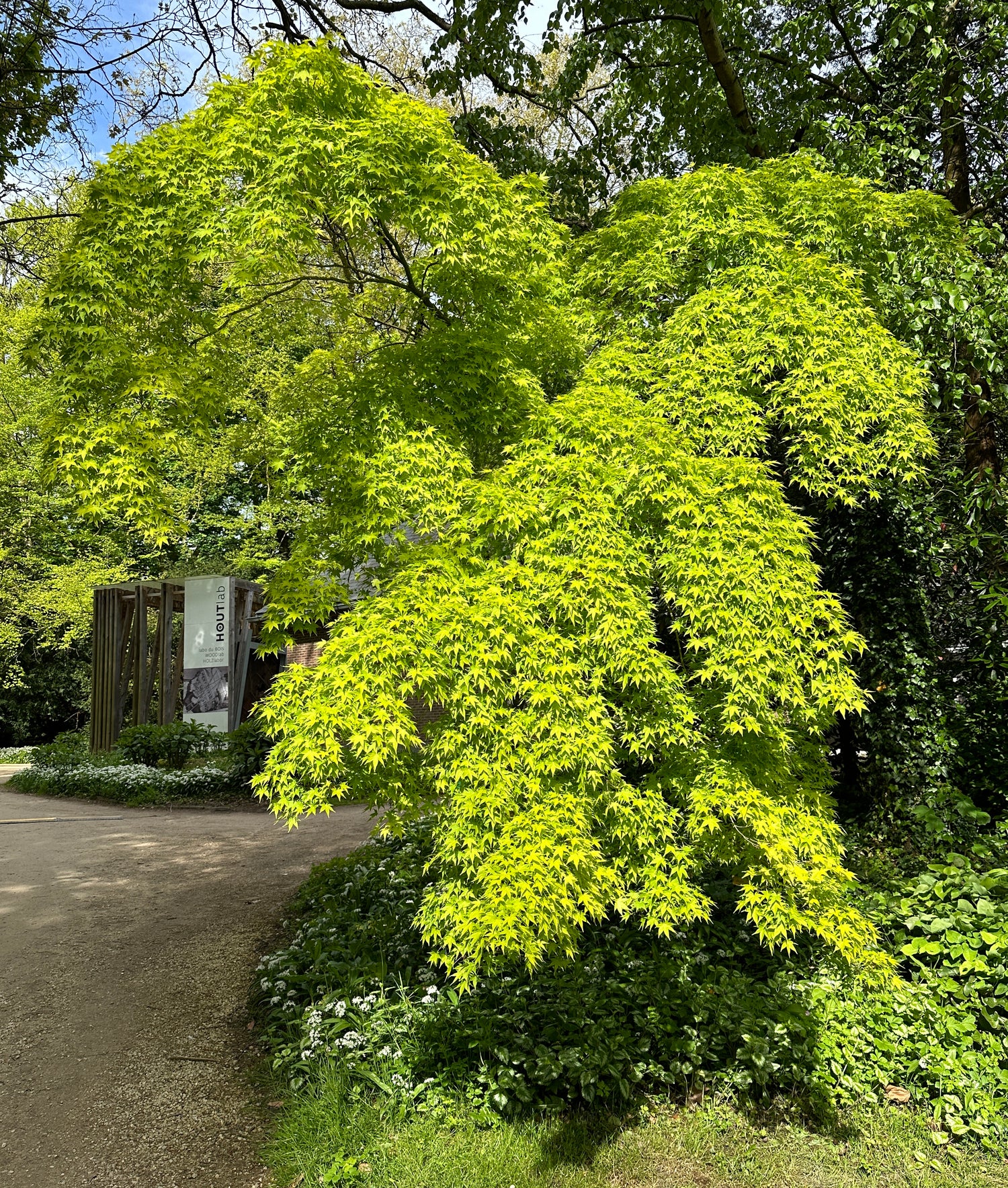 Japansk Lönn 80-120 cm (Acer palmatum)