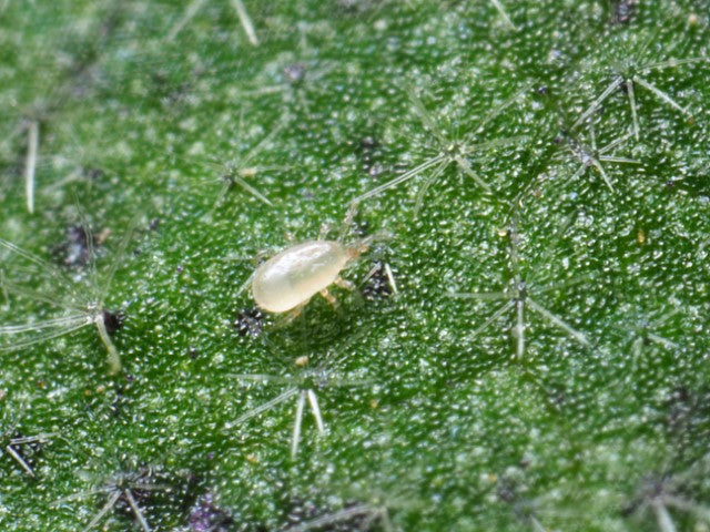 Californicus-rovkvalster mot frukträdsspinn