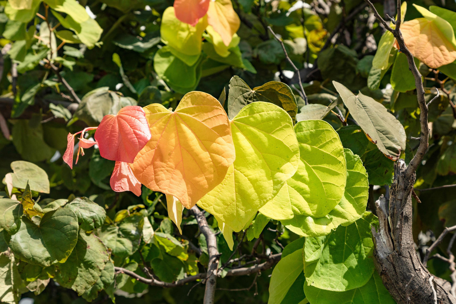 Amerikanskt Judasträd 'The Rising Sun®' 80-90 cm (Cercis canadensis)