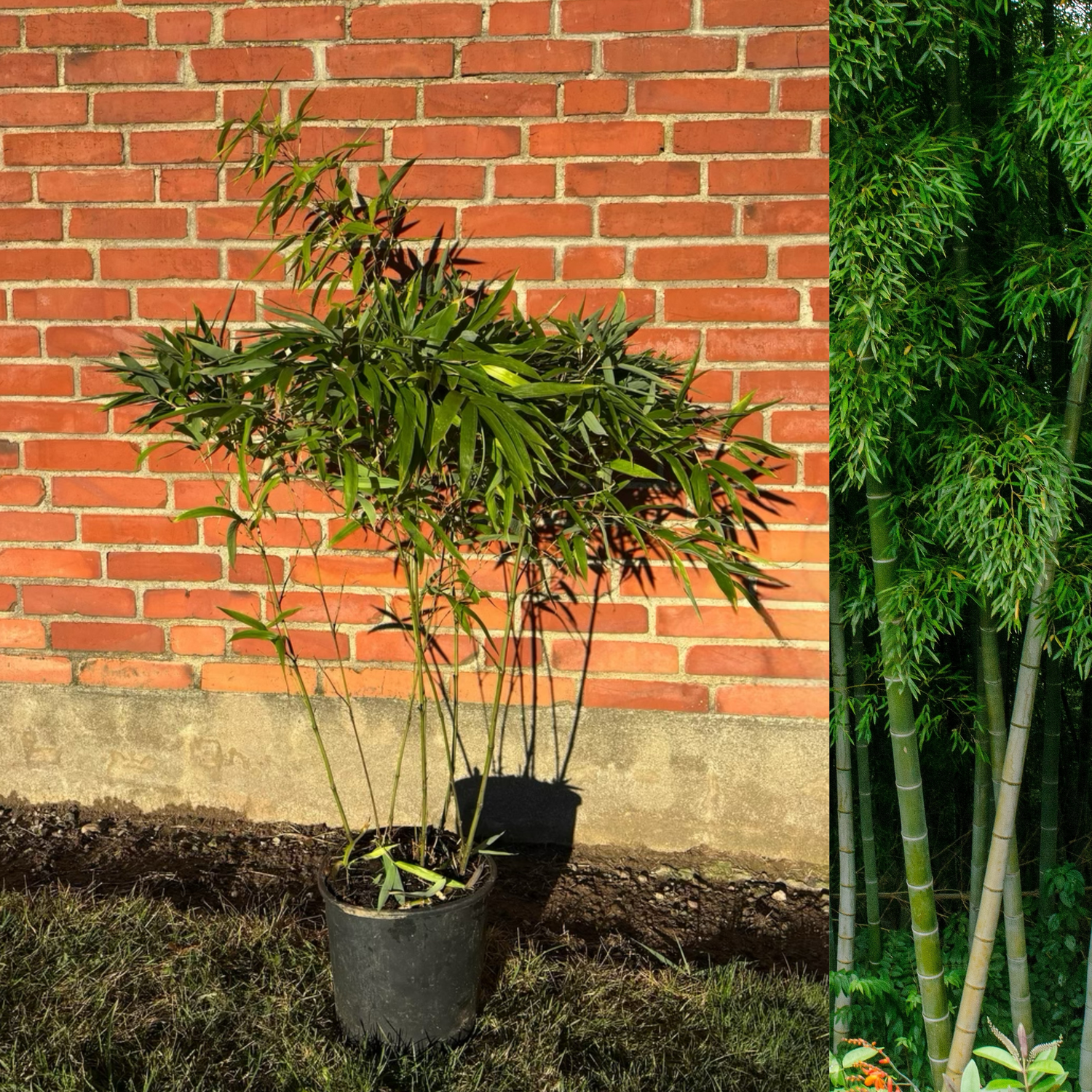 Bambu Ätbar & Härdig: Rökelsebambu 'Green Perfume' 80-120 cm (Phyllostachys atrovaginata)
