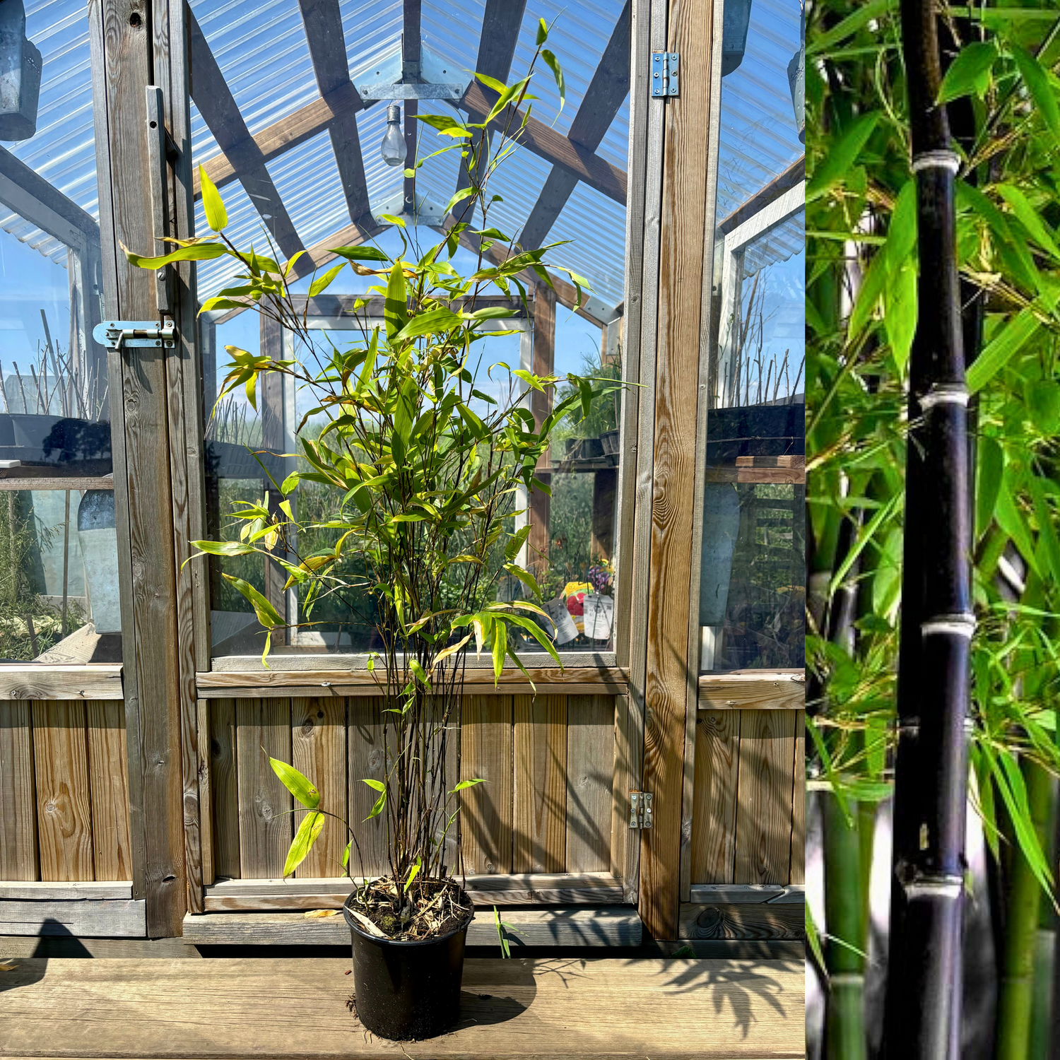 Bambu Ätbar & Härdig: Svartbambu 30-300 cm (Phyllostachys nigra)