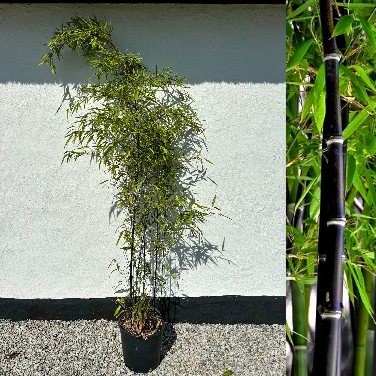 Bambu Ätbar & Härdig: Svartbambu 30-300 cm (Phyllostachys nigra)
