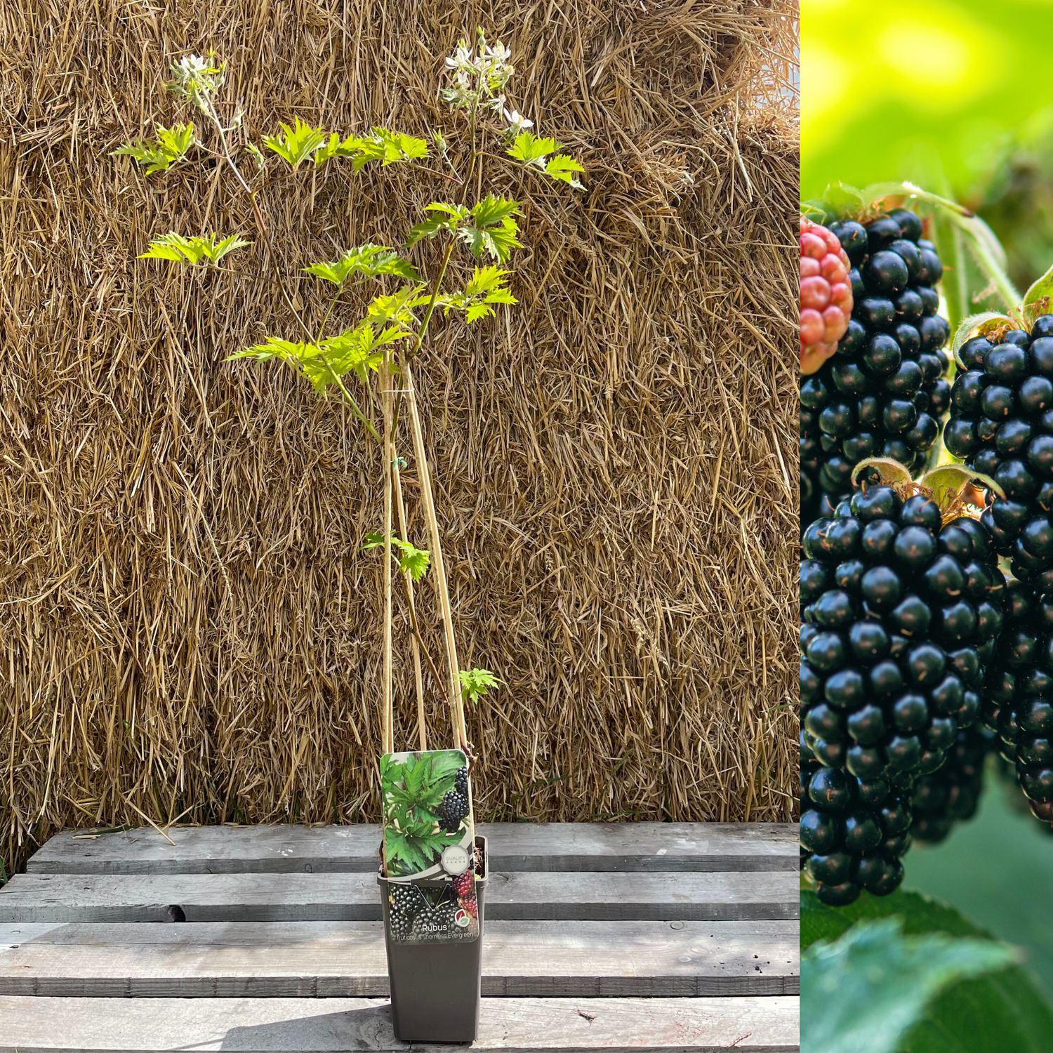 Björnbär Taggfri 'Thornless Evergreen' 60-70 cm (Rubus laciniatus)