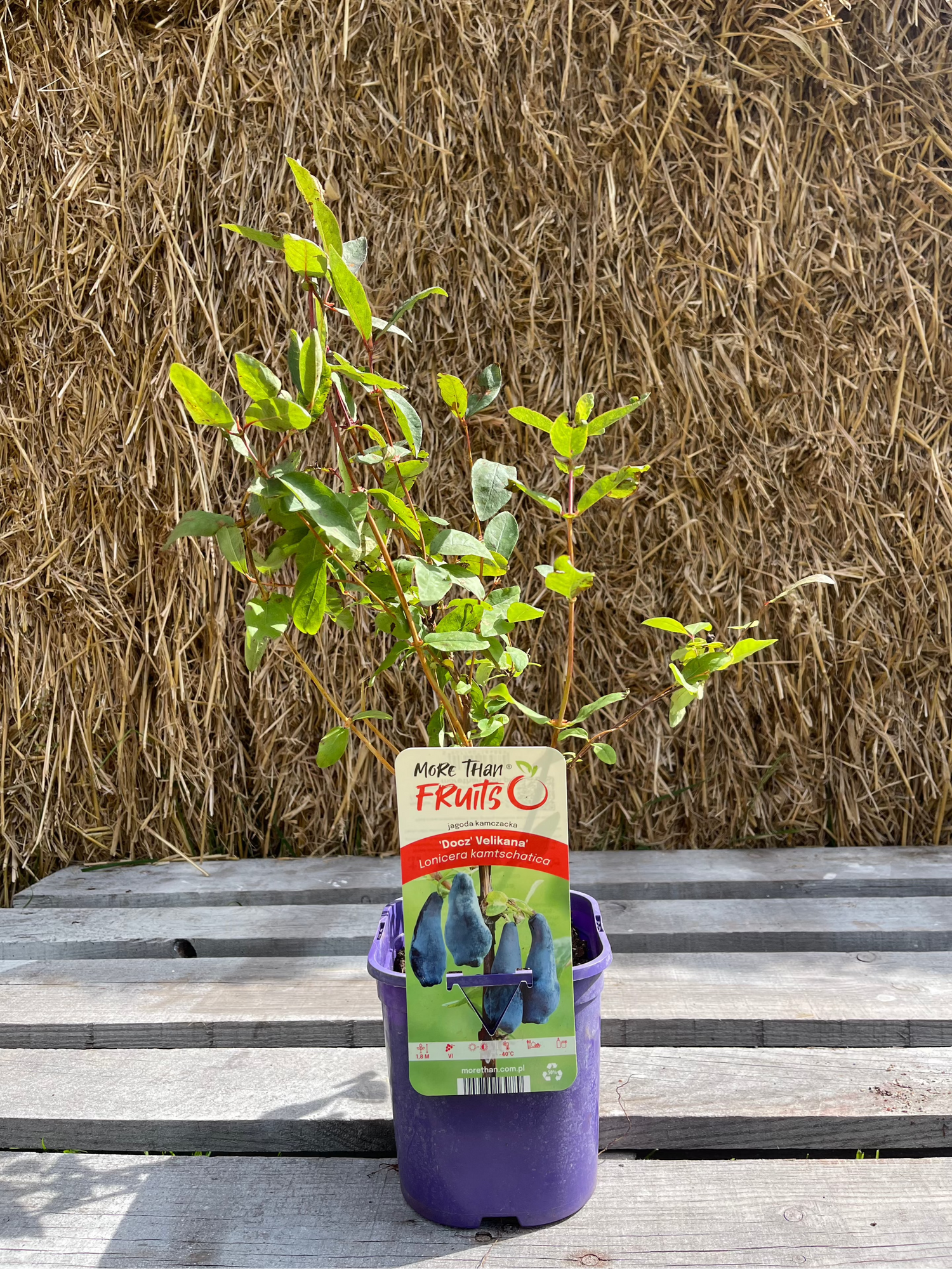 Blåbärstry 'Docz' Velikana' 40-60 cm (Lonicera caerulea var. kamtschatica)