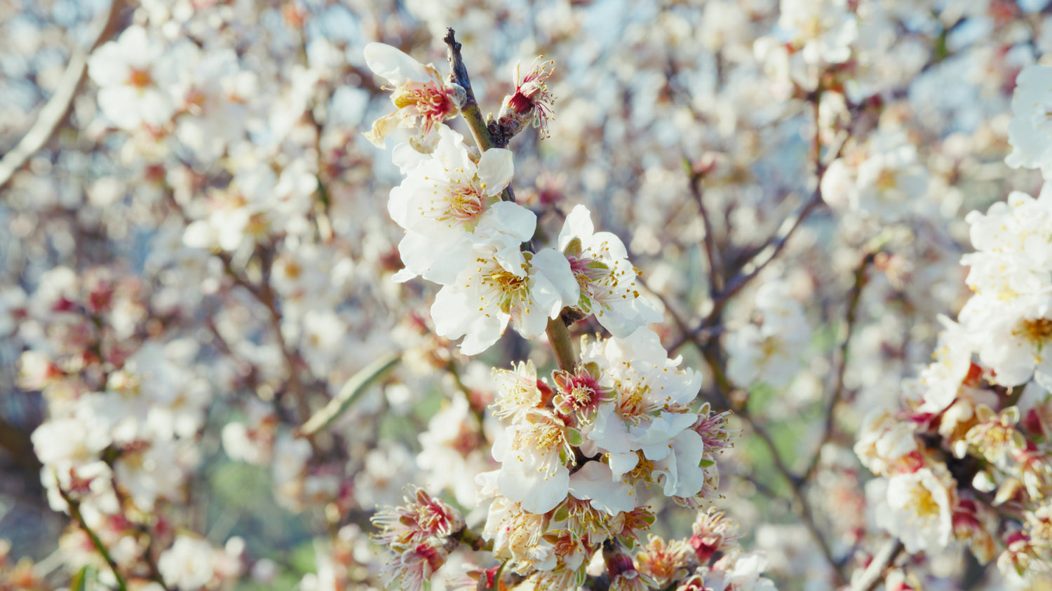 Mandelträd 'Ferragnes' 70-90 cm (Prunus dulcis)