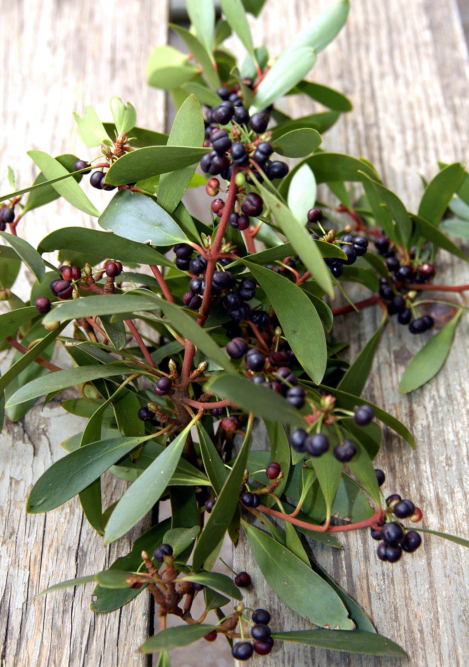 Tasmansk Bergspeppar Hanplanta 20-40 cm (Tasmannia lanceolata)