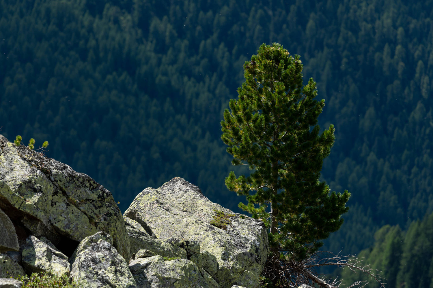 Cembratall 10-20 cm (Pinus cembra)