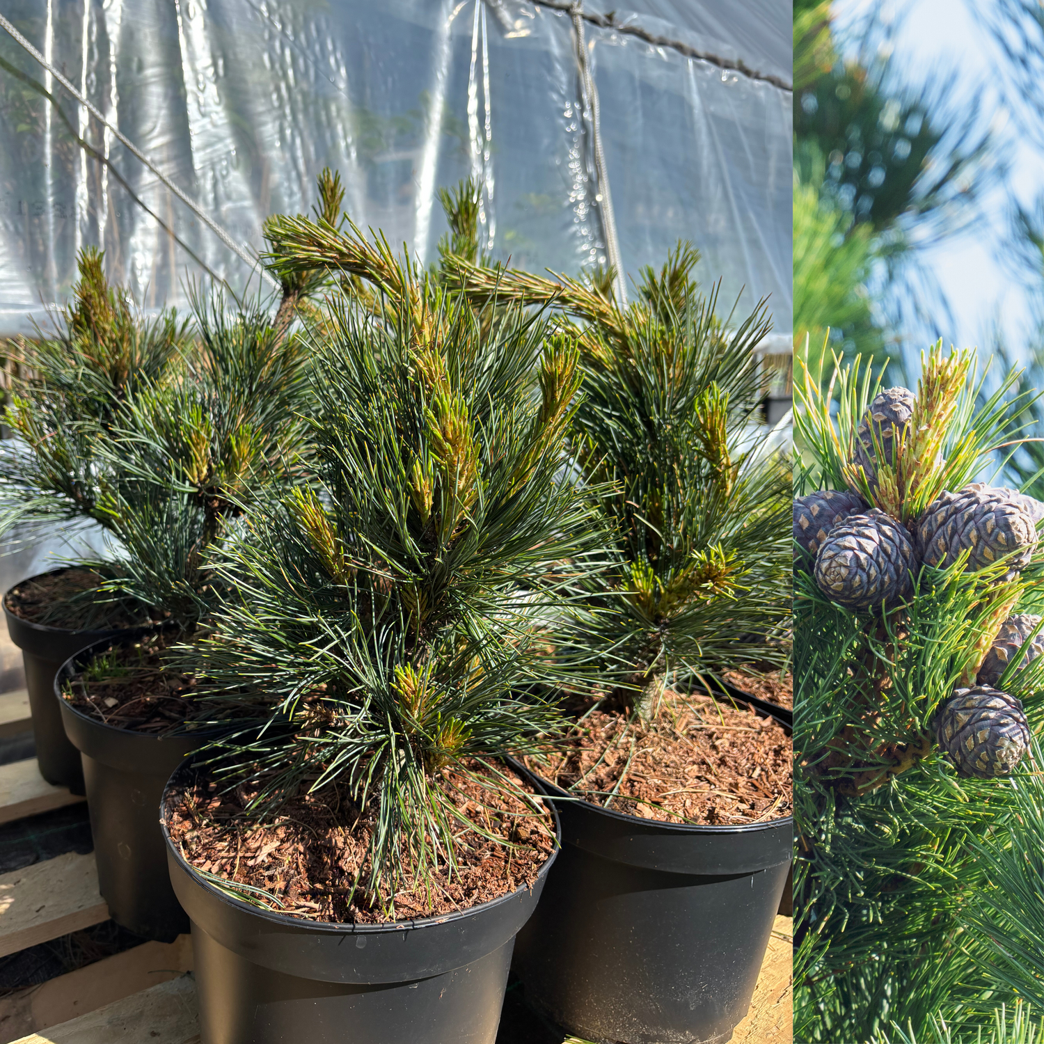 Cembratall 'Glauca' 30-35 cm (Pinus cembra)