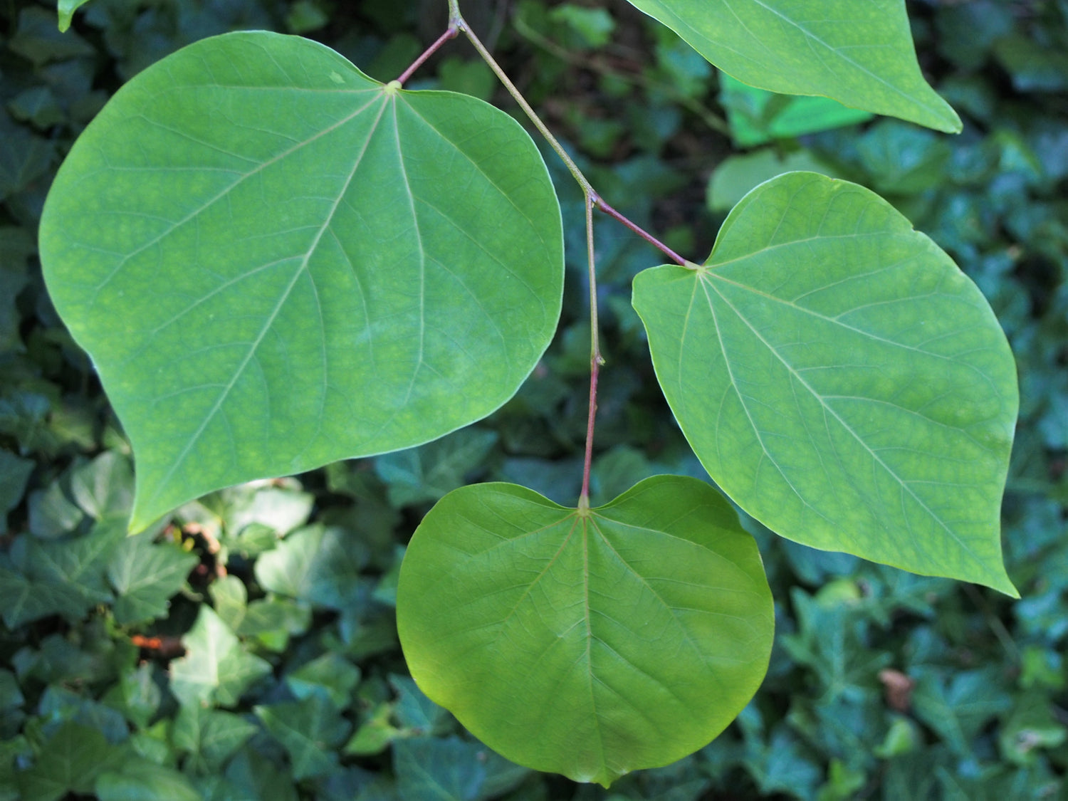 Amerikanskt Judasträd 40-60 cm (Cercis canadensis)
